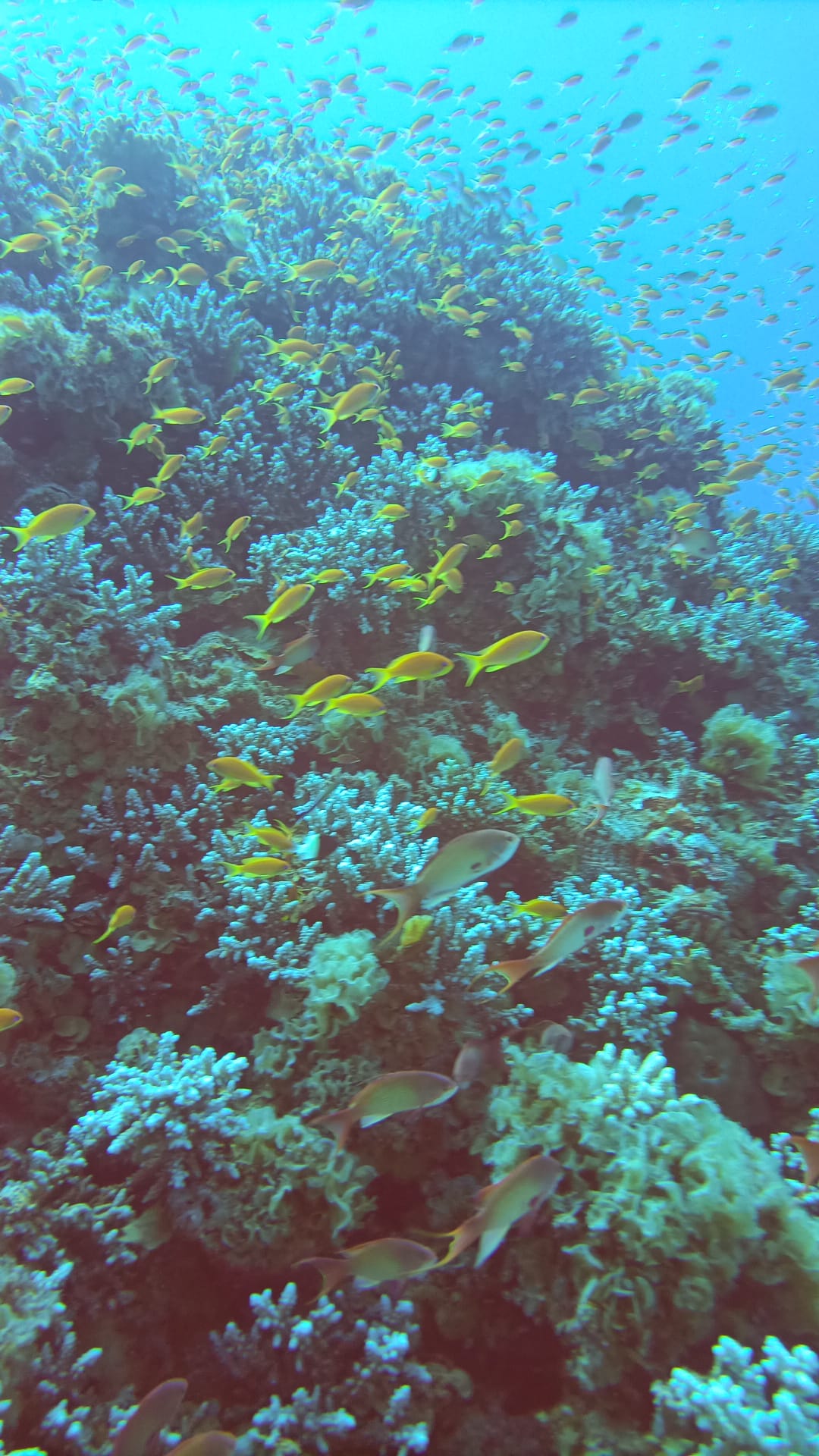 1Giornata di Immersioni a Dahab Canyon e Blue Hole