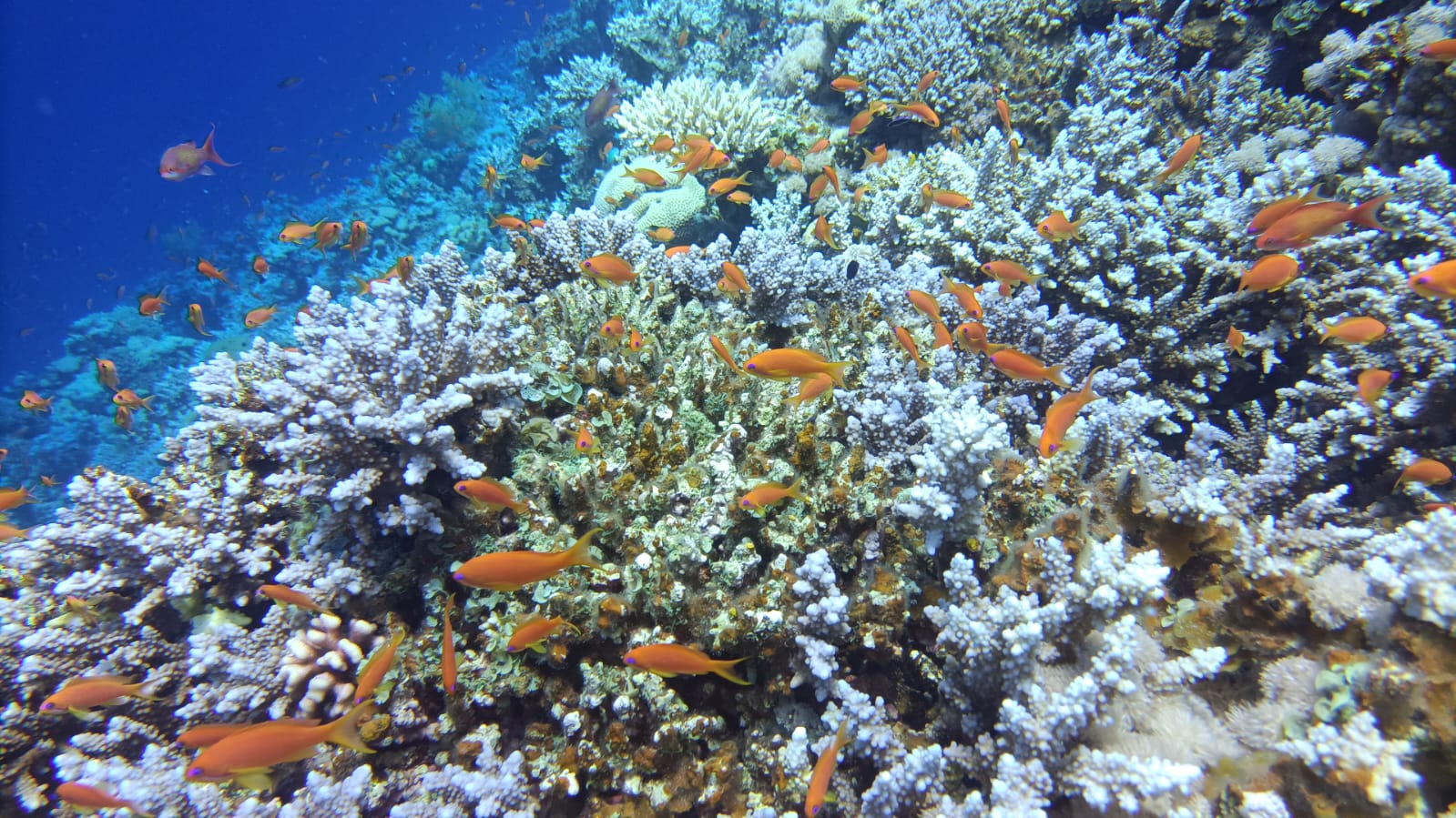 2🏜️ Canyon Colorato, Snorkeling al Blue Hole e Tour di Dahab