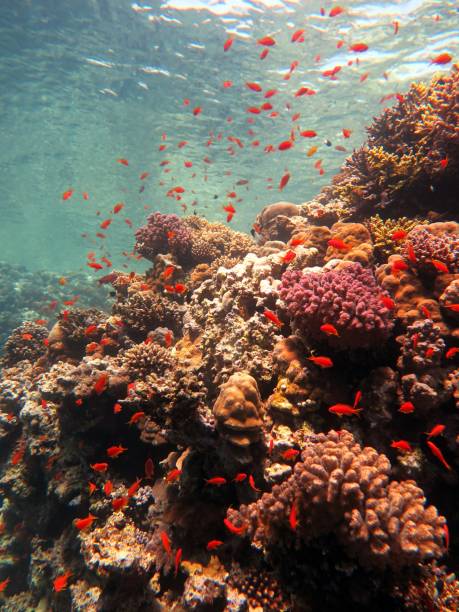 11Giornata di Immersioni a Dahab Canyon e Blue Hole