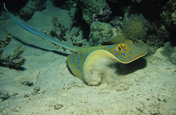 2Tiran Island Boat Trip – Snorkeling & Diving Adventure