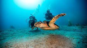 25Giornata di Immersioni a Dahab Canyon e Blue Hole