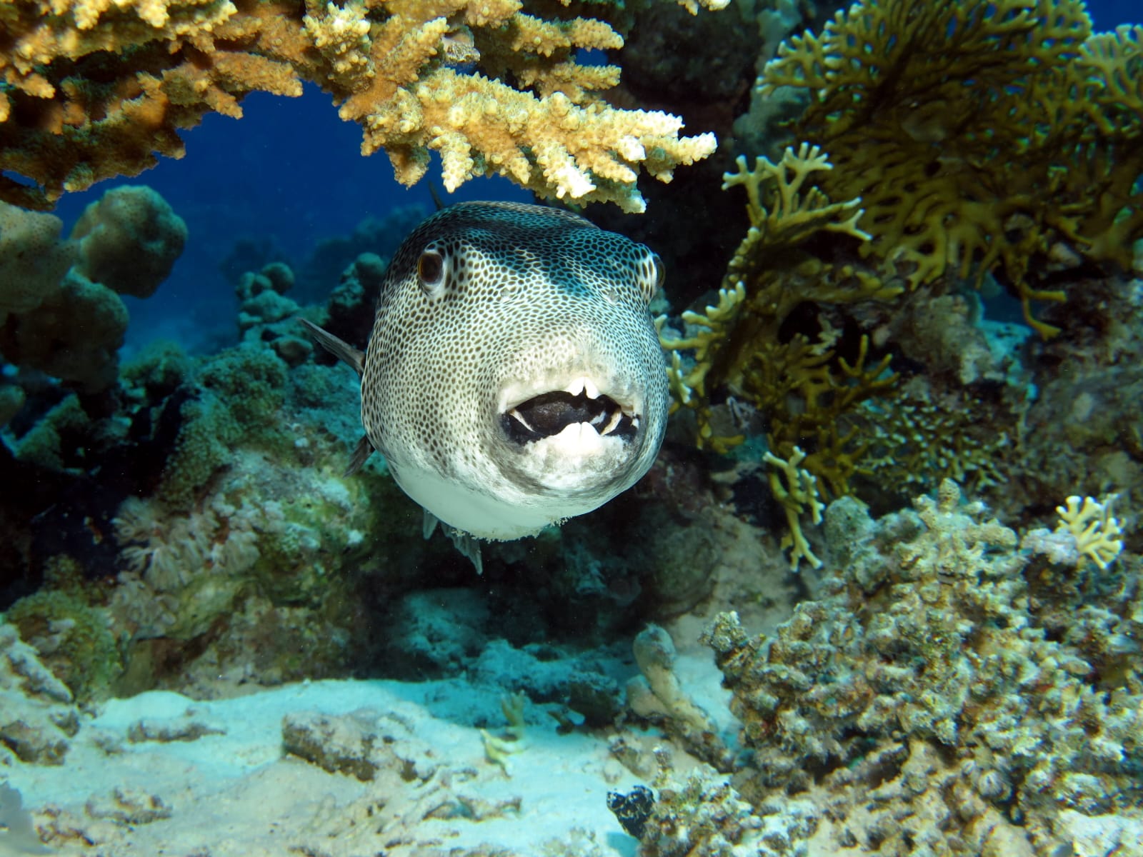 6Certified Diving