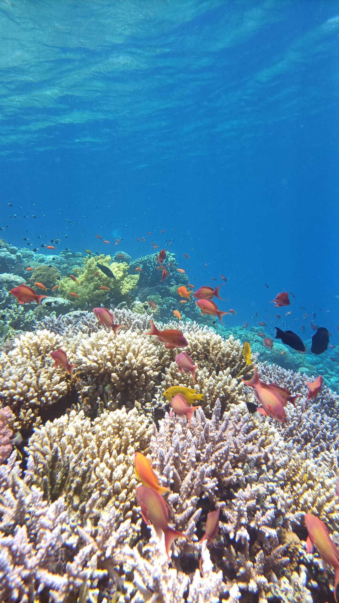 3Giornata di Immersioni a Dahab Canyon e Blue Hole