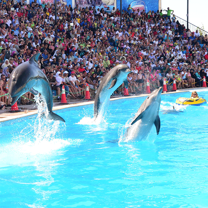3Dolphin Show & Swim with Dolphins – 2 in 1 Experience