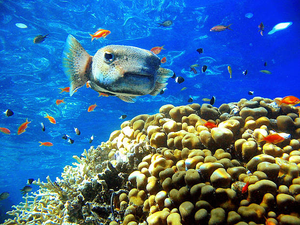 3Tiran Island Boat Trip – Snorkeling & Diving Adventure