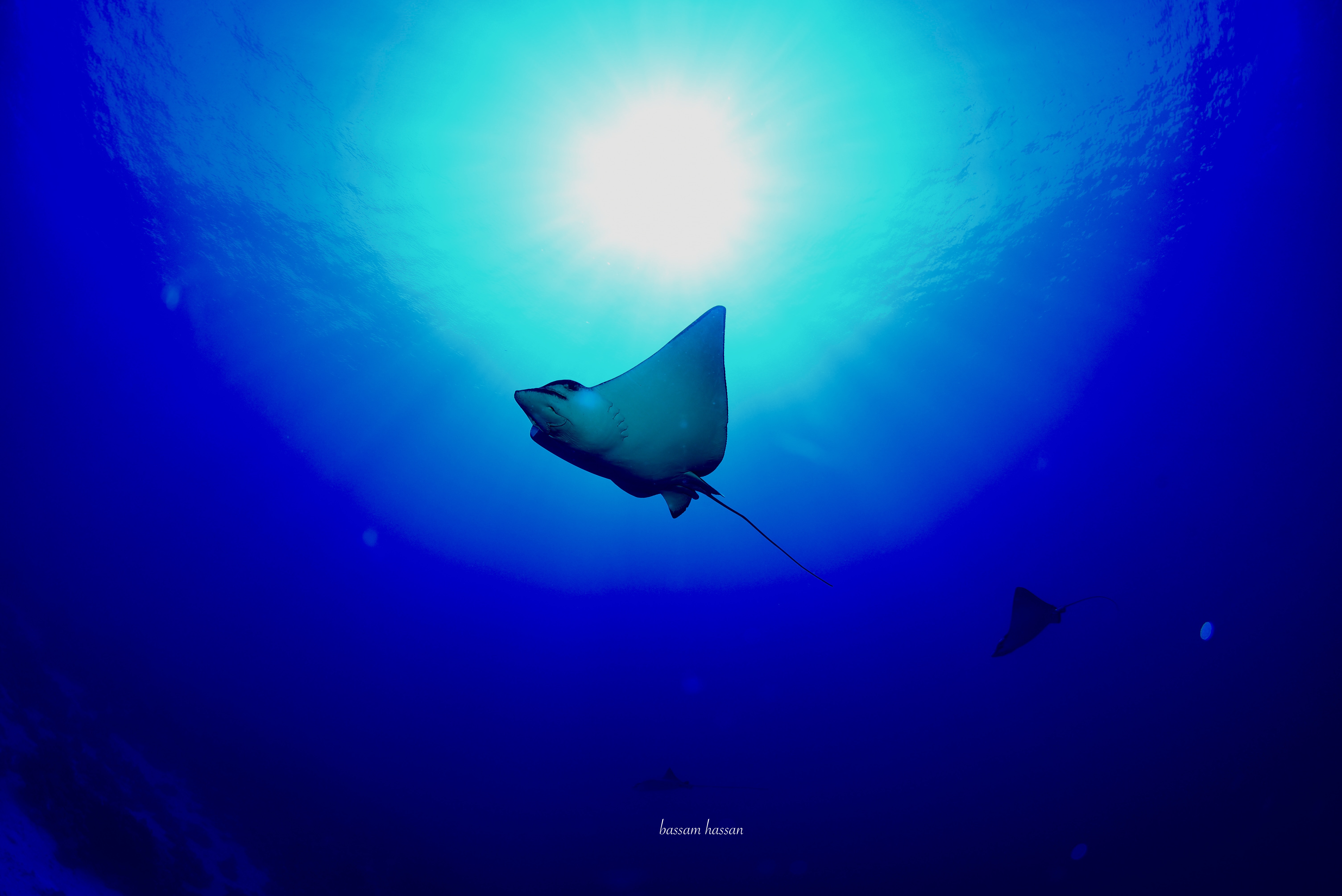 10Certified Diving