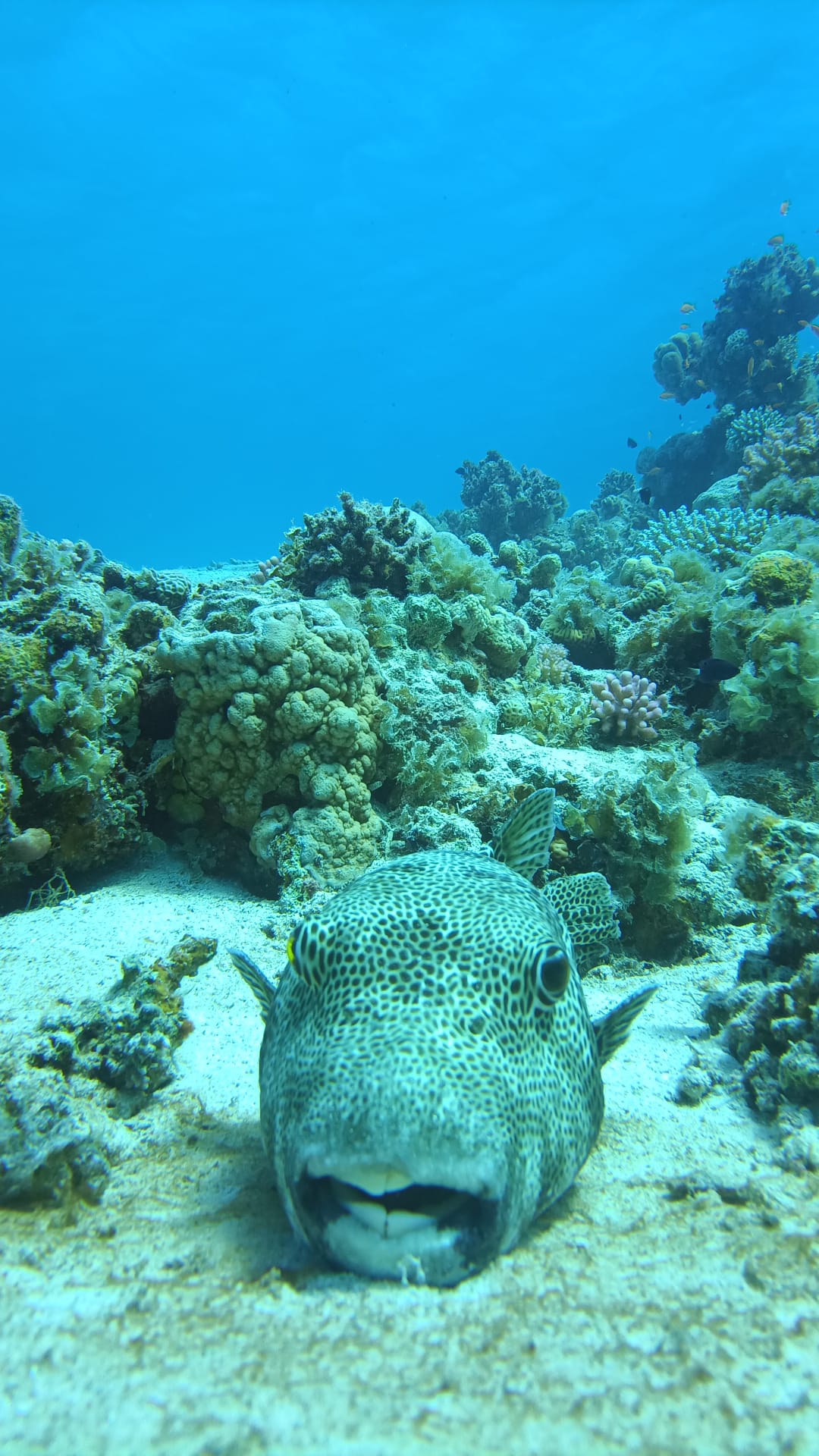 4Giornata di Immersioni a Dahab Canyon e Blue Hole
