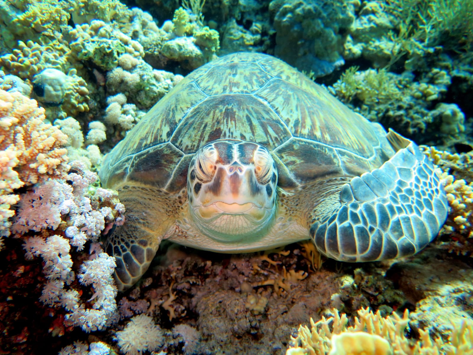 4Corso Open Water Diver