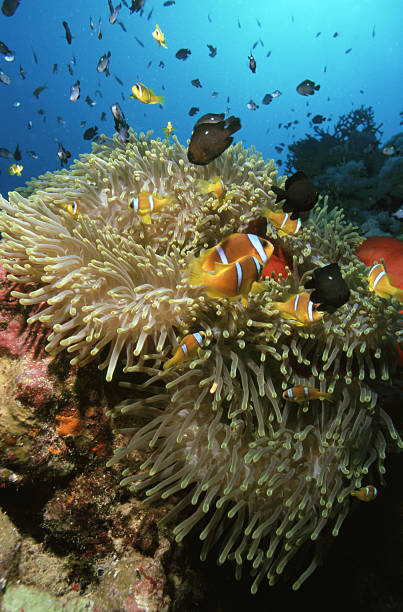 12Sharm Signature Adventure – 3 Trips in One Experience