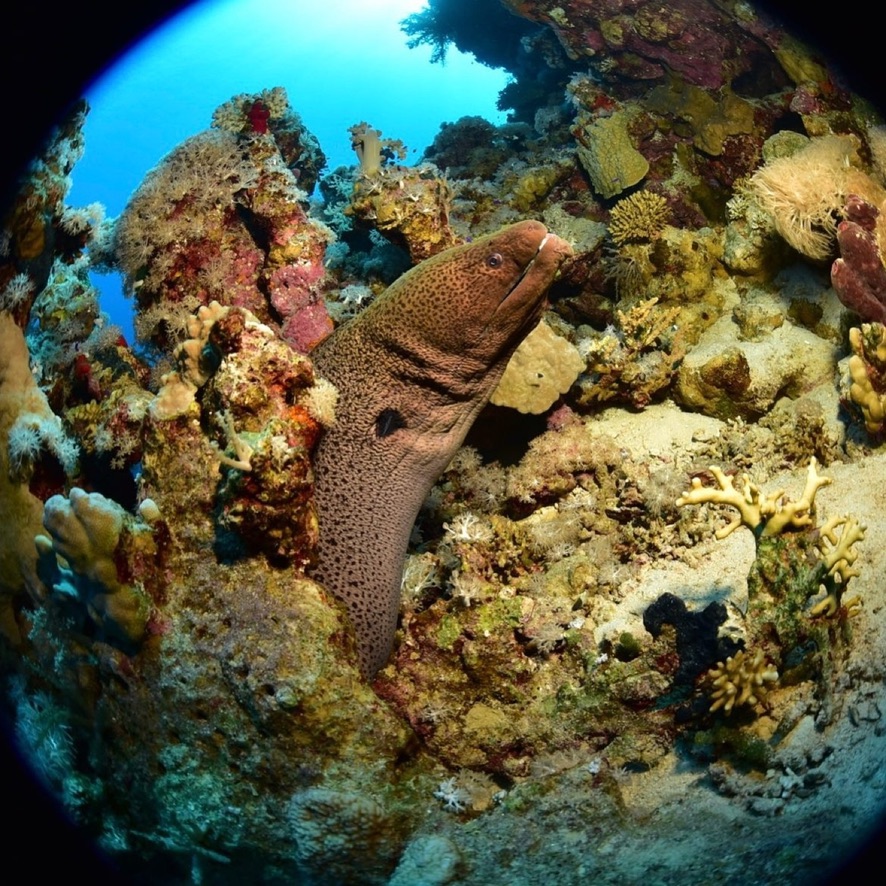 43 Day Advanced Diving Package  For Certified Divers