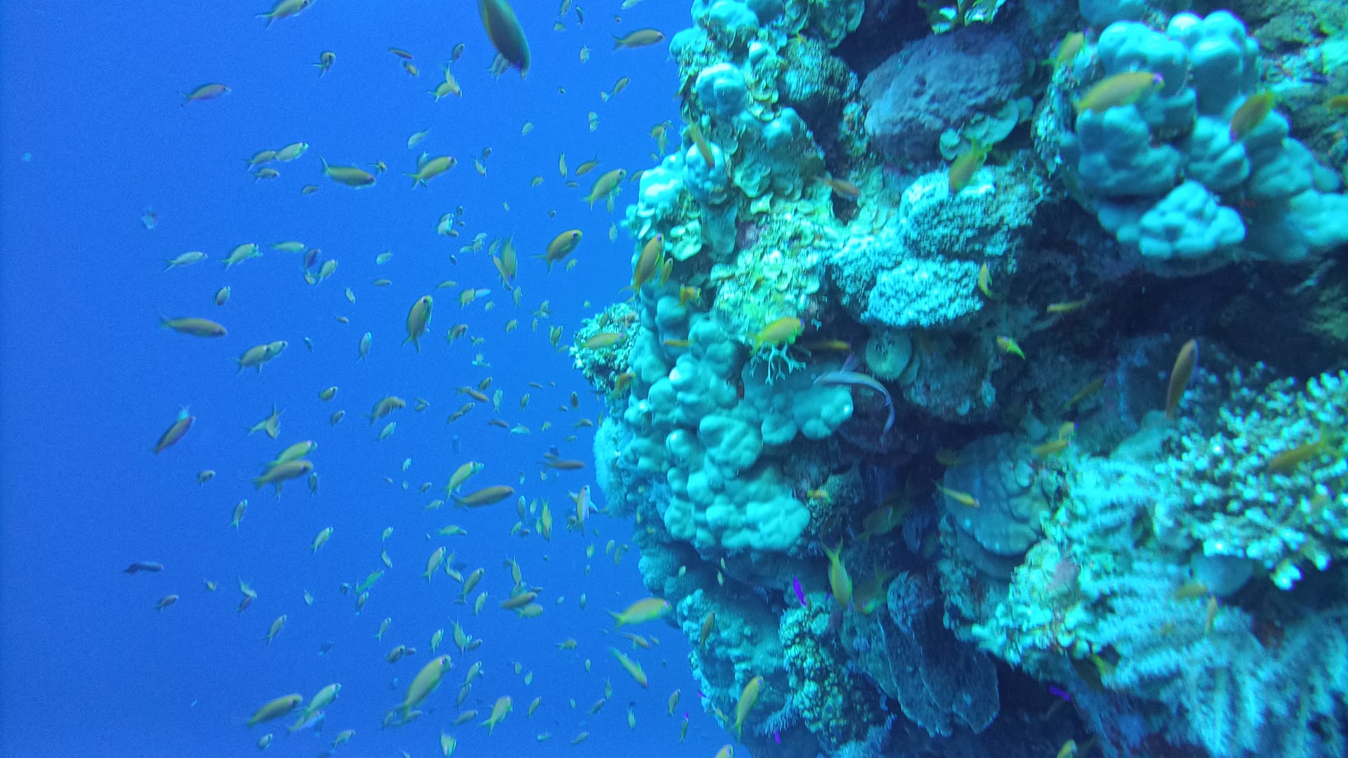 5Giornata di Immersioni a Dahab Canyon e Blue Hole