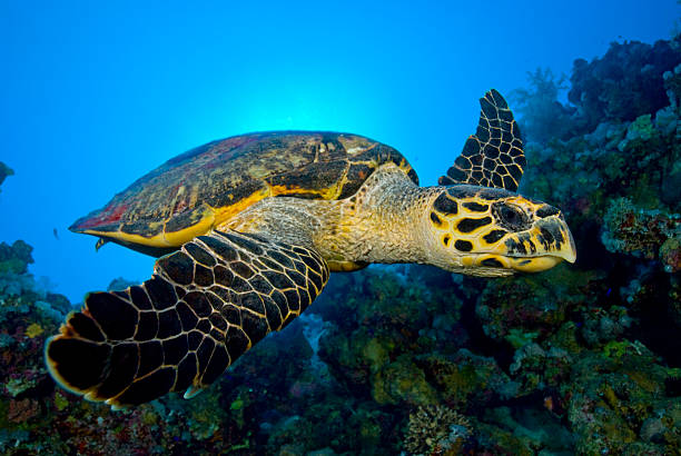 13Sharm Signature Adventure – 3 Trips in One Experience