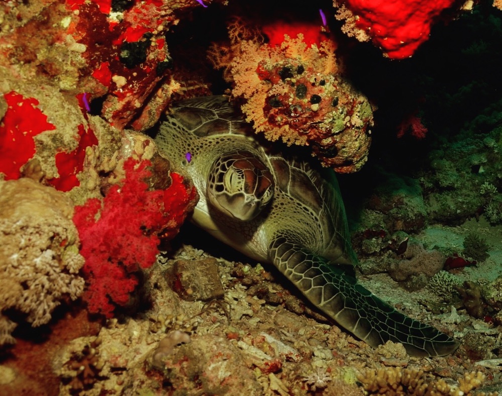 53 Day Advanced Diving Package  For Certified Divers