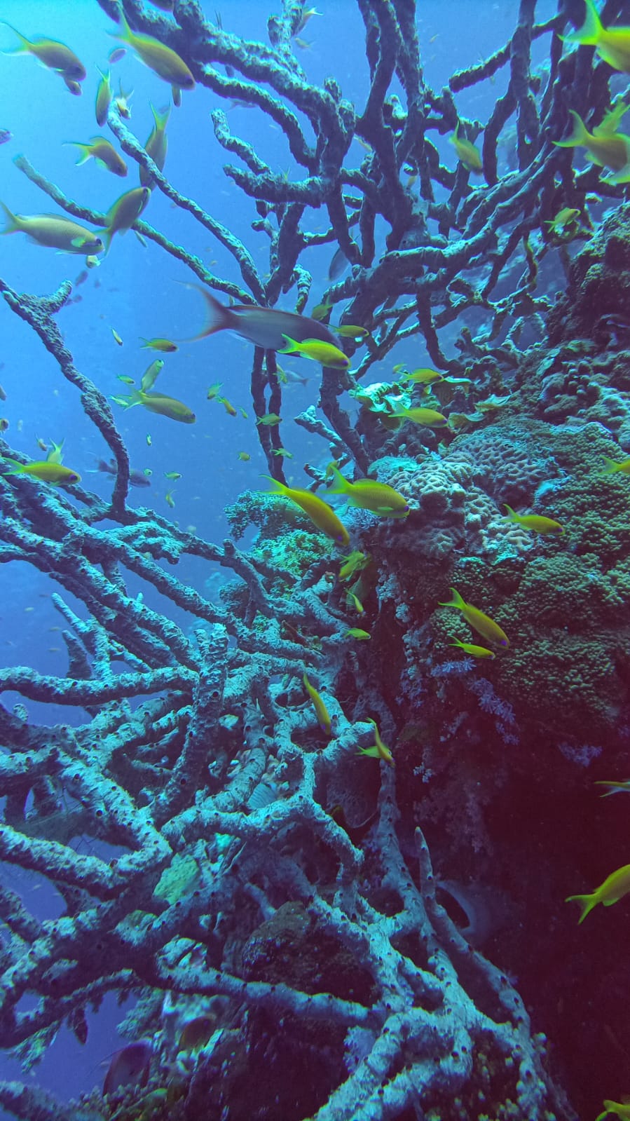 6Giornata di Immersioni a Dahab Canyon e Blue Hole