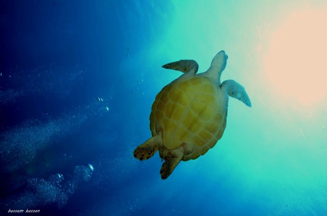 63 Day Advanced Diving Package  For Certified Divers