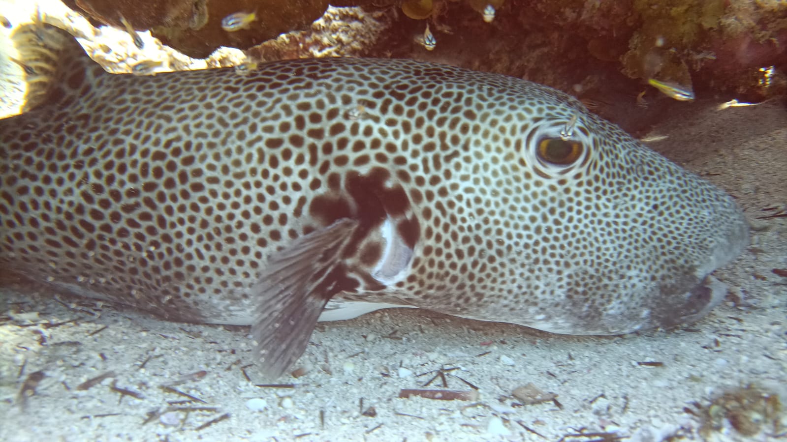7Giornata di Immersioni a Dahab Canyon e Blue Hole