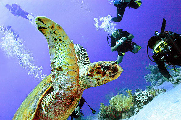 16Giornata di Immersioni a Dahab Canyon e Blue Hole