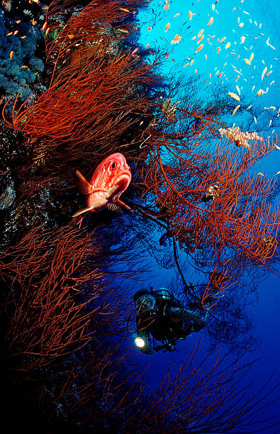17Giornata di Immersioni a Dahab Canyon e Blue Hole