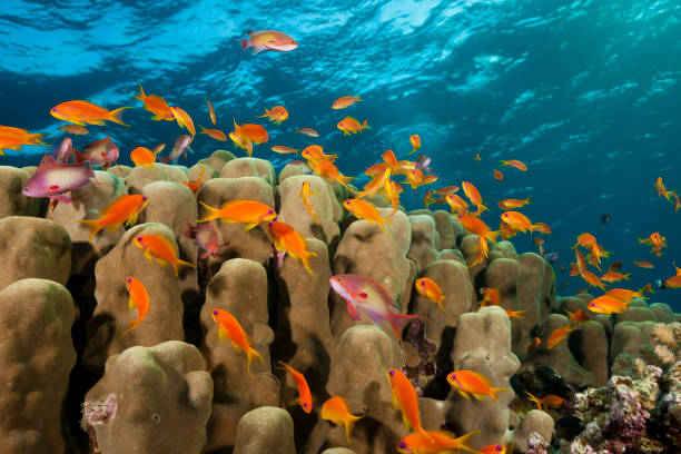 8Tiran Island Boat Trip – Snorkeling & Diving Adventure