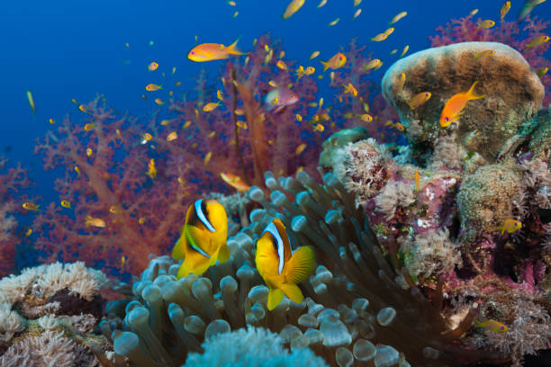 9Tiran Island Boat Trip – Snorkeling & Diving Adventure